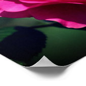 Poster Rose rose en pleine fleur Gros plan (Coin)