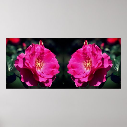 Poster Rose rose en pleine fleur Gros plan (Devant)