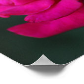 Poster Rose rose épanouie (Coin)