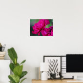 Poster Rose rose épanouie (Bureau à domicile)