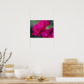 Poster Rose rose épanouie (Cuisine)