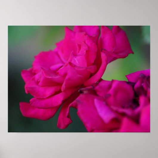 Poster Rose rose épanouie (Devant)