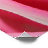 Poster Rose rose foncé 01 (Coin)