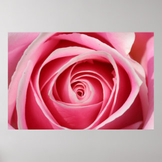 Poster Rose rose foncé 01