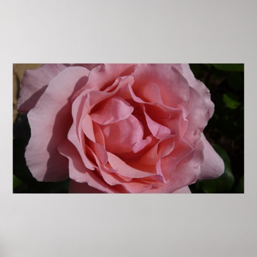 Poster Rose rose II Plutôt Floral (Devant)
