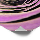 Poster Rose rose Lilac (Coin)