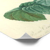 Poster Rose rose pâle par Redoute (Coin)