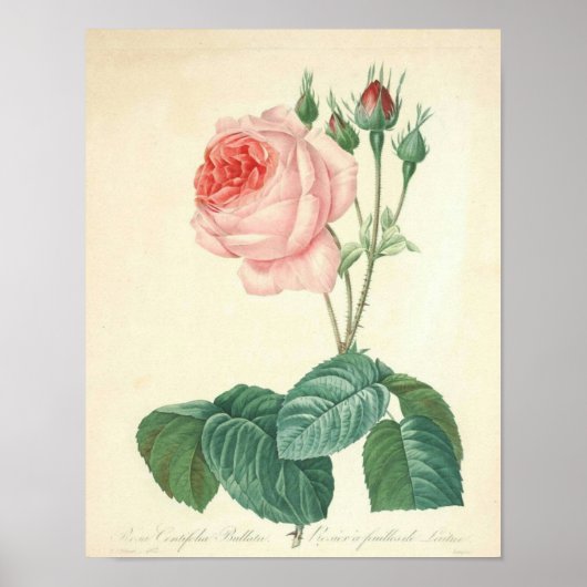 Poster Rose rose pâle par Redoute (Devant)