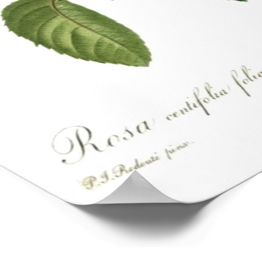 Poster Rose rose par Redoute (Coin)