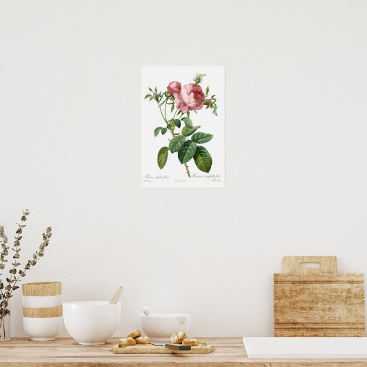 Poster Rose rose par Redoute (Cuisine)
