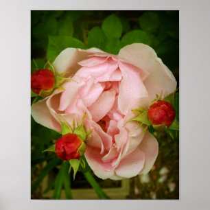 Poster Rose rose rose