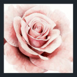Poster Rose rose rose<br><div class="desc">Rose I par Grace Popp. Dispose d'un rose tout proche dans une belle palette muette.</div>