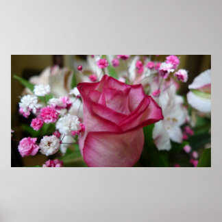 Poster Rose rose rose