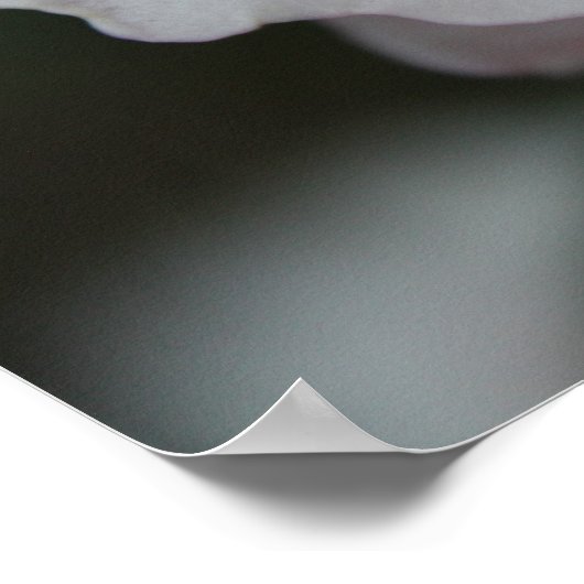 Poster Rose rose rose (Coin)