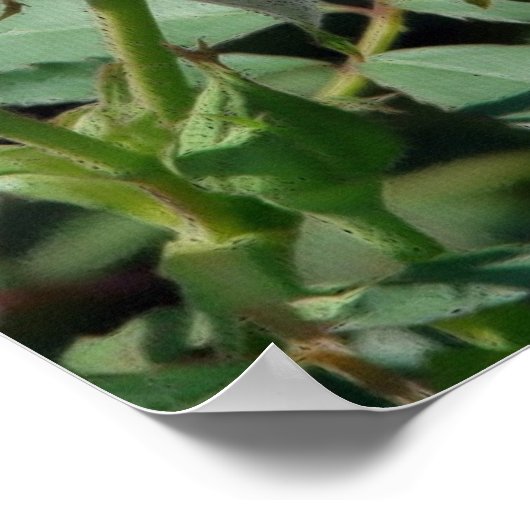 Poster Rose rose rose (Coin)