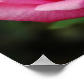 Poster Rose rose rose (Coin)