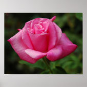 Poster Rose rose rose (Devant)