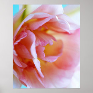 Poster Rose rose rose