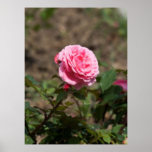 Poster Rose rose rose (Devant)