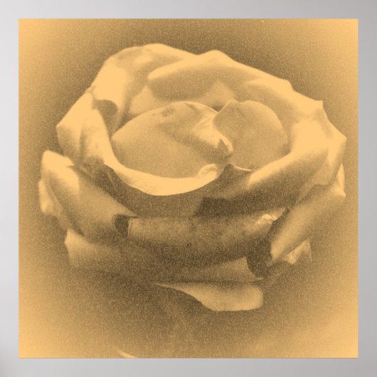 Poster Rose rose rose vintage (Devant)