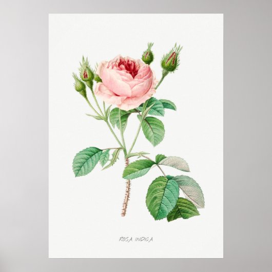 Poster Rose rose Rosebuds Vintage illustration botanique (Devant)