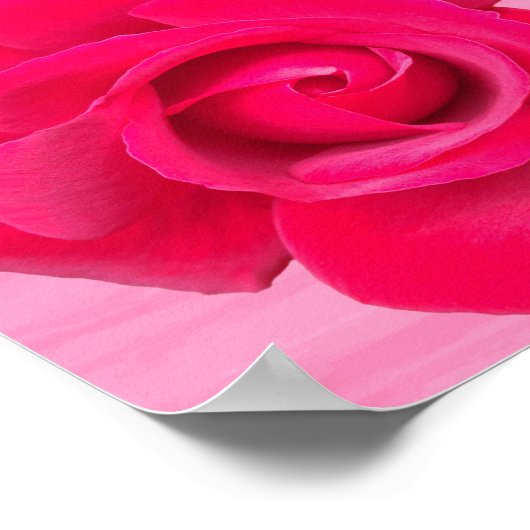 Poster Rose rose rouge romantique (Coin)
