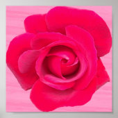 Poster Rose rose rouge romantique (Devant)