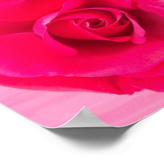 Poster Rose rose rouge romantique v2 (Coin)