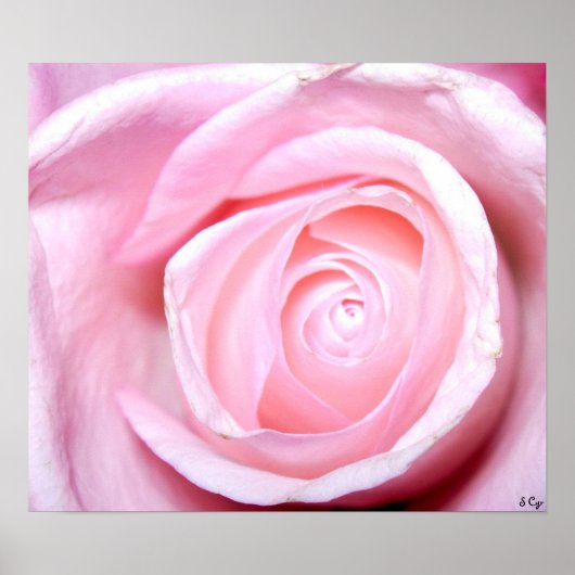 Poster Rose rose, S Cyr (Devant)