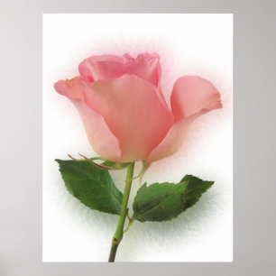 Poster Rose rose simple