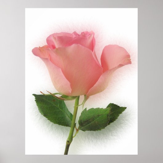 Poster Rose rose simple (Devant)