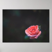 Poster Rose rose simple avec rosée (Devant)