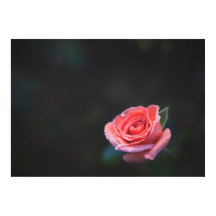 Rose rose simple avec rosée