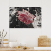Poster Rose rose sur noir et blanc photo Arrière - plan (Cuisine)