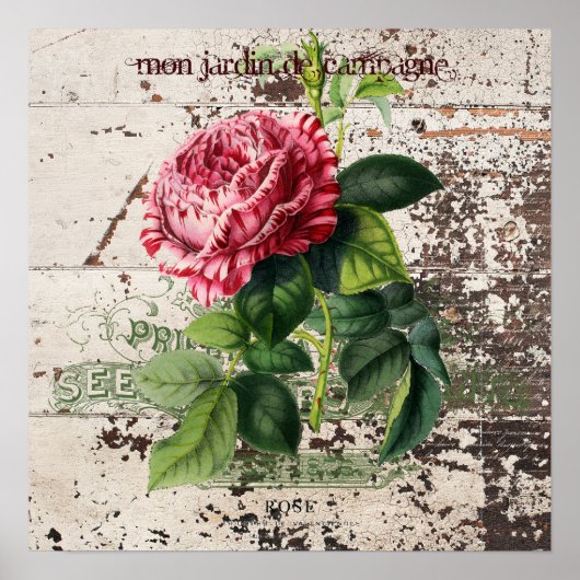 Poster Rose rose sur panneau en bois rustique (Devant)