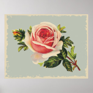 Poster Rose rose vintage