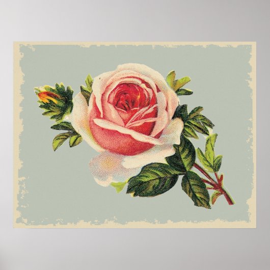 Poster Rose rose vintage (Devant)