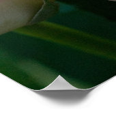 Poster rose Roses (Coin)