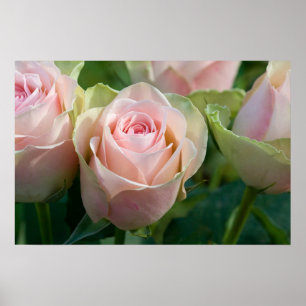 Poster rose Roses