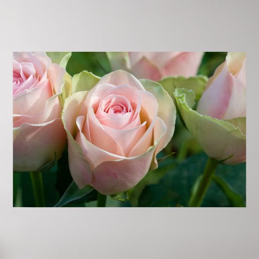 Poster rose Roses (Devant)