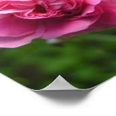 Poster rose Roses (Coin)