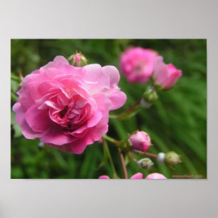 Poster rose Roses