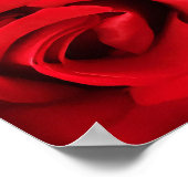Poster Rose rouge (Coin)