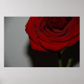 Poster Rose rouge (Devant)