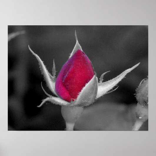 Poster Rose rouge (Devant)