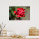 Poster Rose rouge (Cuisine)