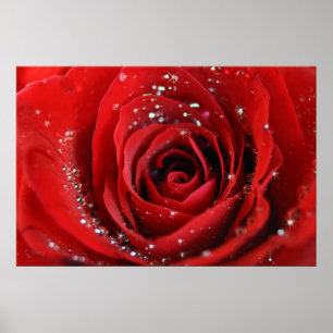 Poster Rose rouge