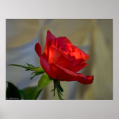 Poster Rose rouge (Devant)