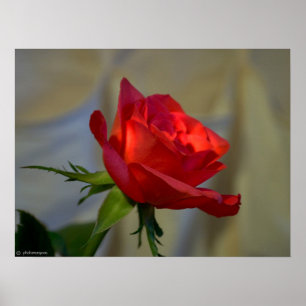 Poster Rose rouge