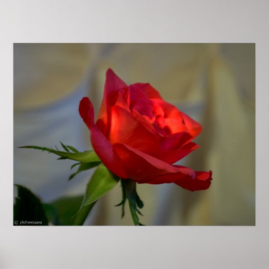 Poster Rose rouge (Devant)